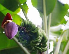 Kandungan Jantung Pisang Untuk Ibu Menyusui