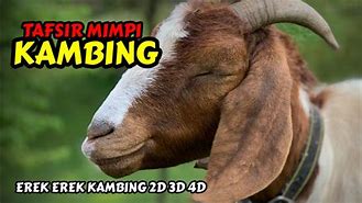 Mimpi Kambing Beranak 5